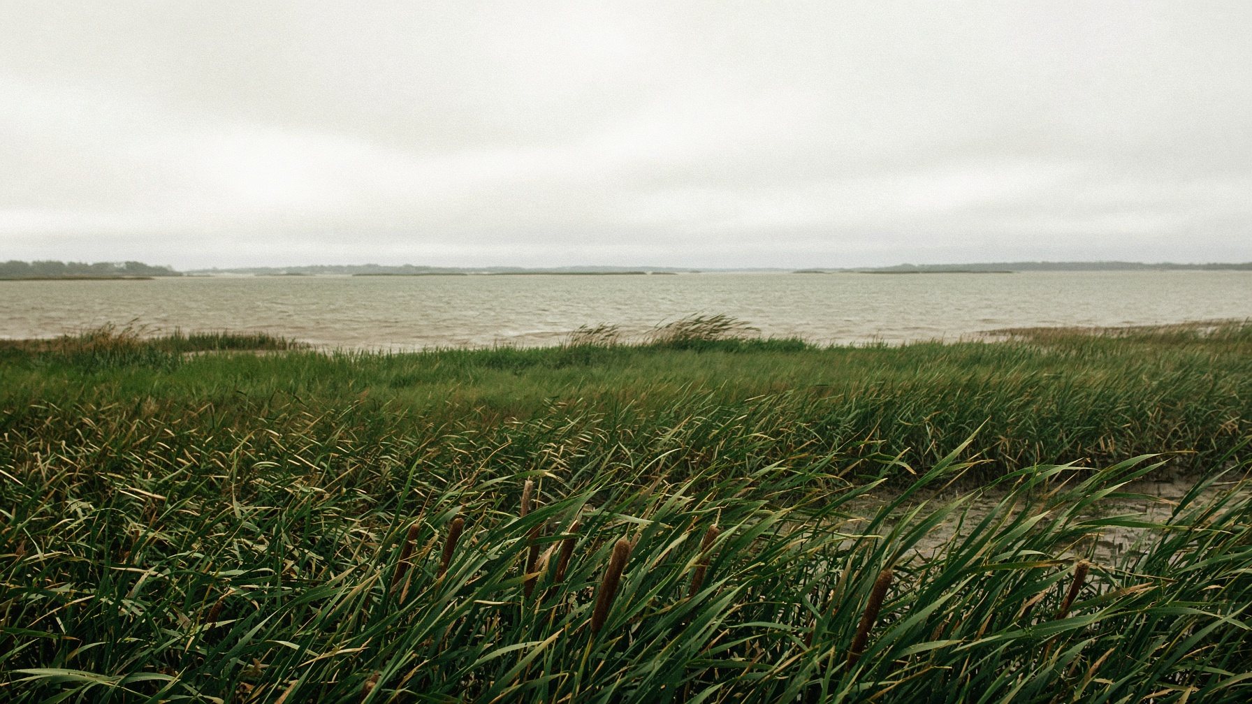 marsh grass