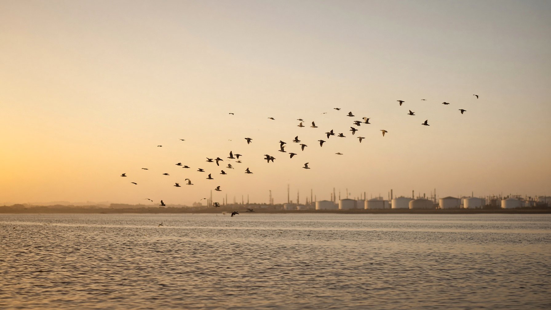 Migrating birds, tank farm line