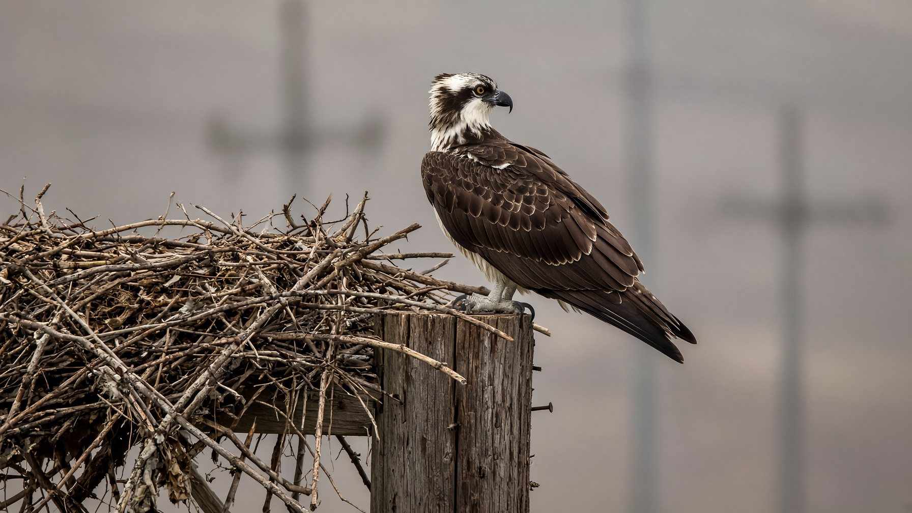 osprey nest