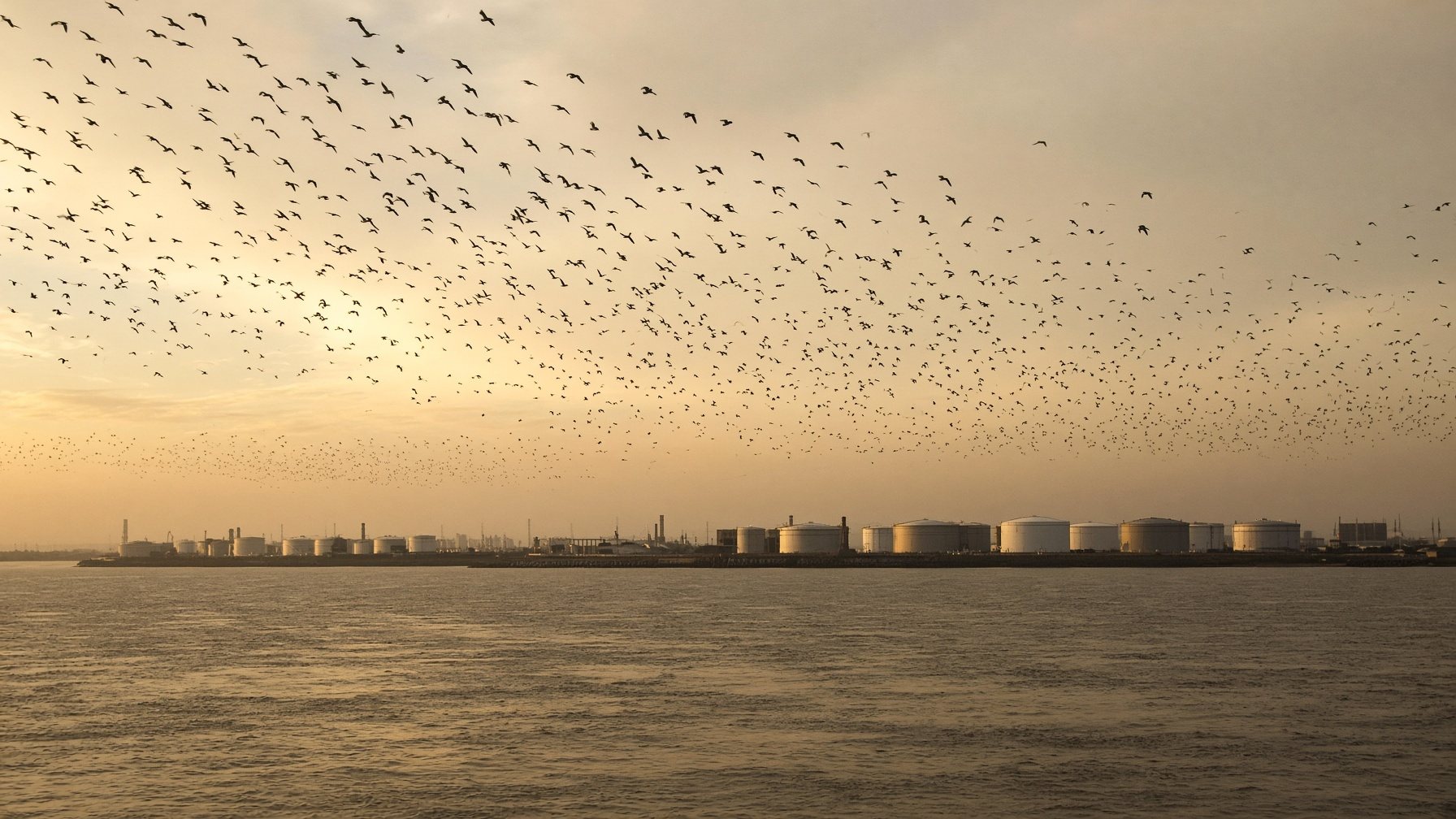 migrating birds