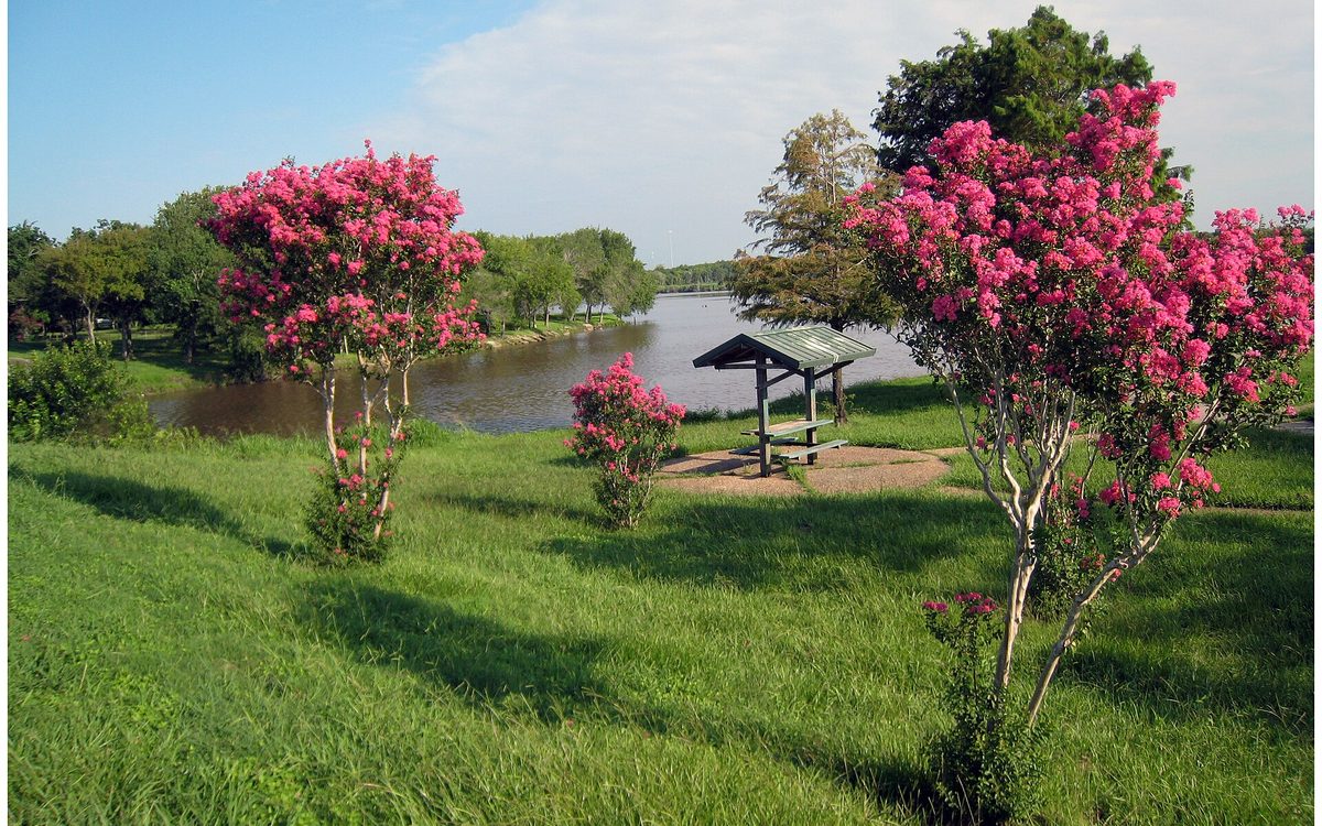 This is the Goose Creek stream located in Baytown, Texas.  This portion of the trail is behind the old San Jacinto Methodist hospital and the trail is lined with crepe myrtle shrubs.