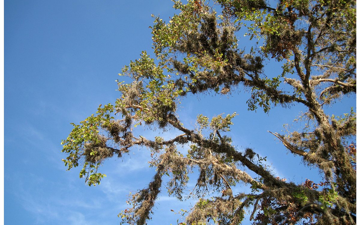 Spanish Moss on the Goose Creek Trail in Baytown Texas
