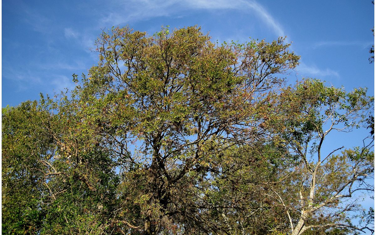Goose Creek Trail Trees and Blue Sky