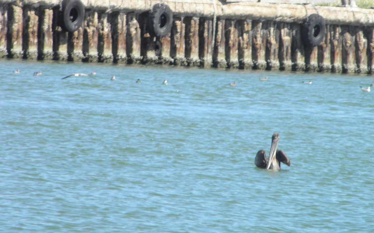 brown pelican